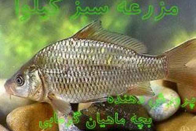 ماهي آزاد ، ماهي سفيد پرورشي ، ماهي كپور ، ماهي بيگ هد