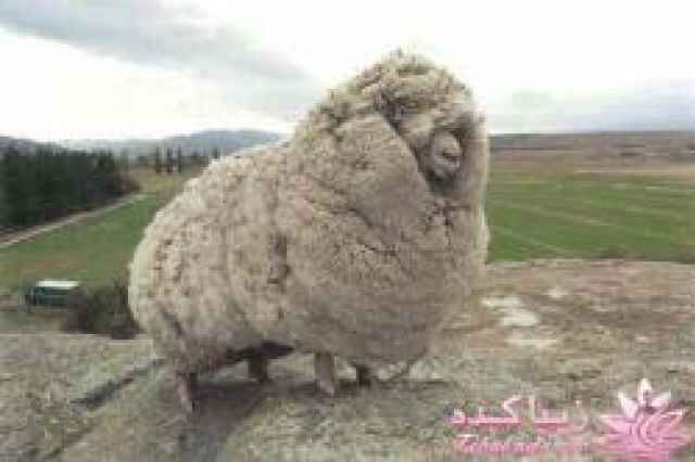فروش پشم گوسفند