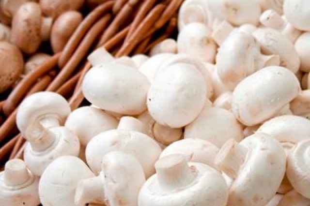 فروش كمپوست و بذر قارچ دكمه اي در اروميه