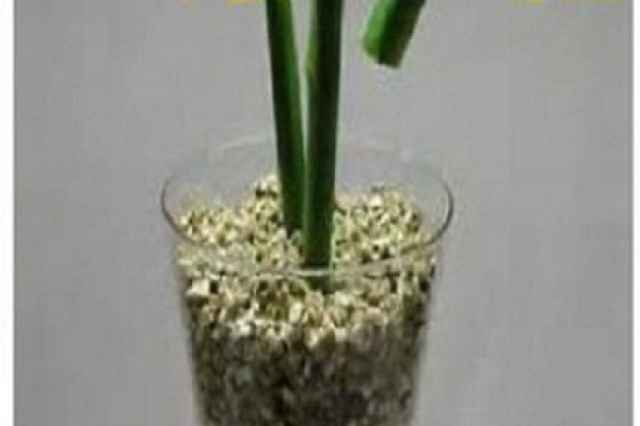 ورميكوليت در صنايع كشاورزي Vermiculite