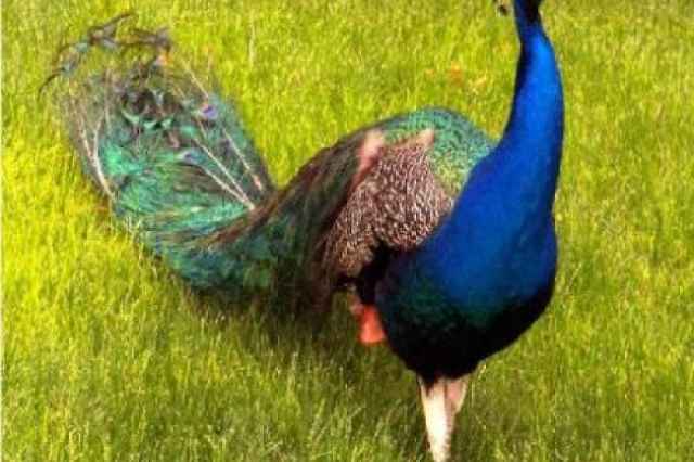 فروش چند عدد تخم طاووس هندي