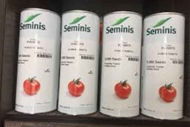 بذر گوجه فرنگي سمينيس 8320/فروش بذر