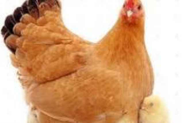 جوجه مرغ تخمگذار يكروزه و سنين بالاتر - طيور