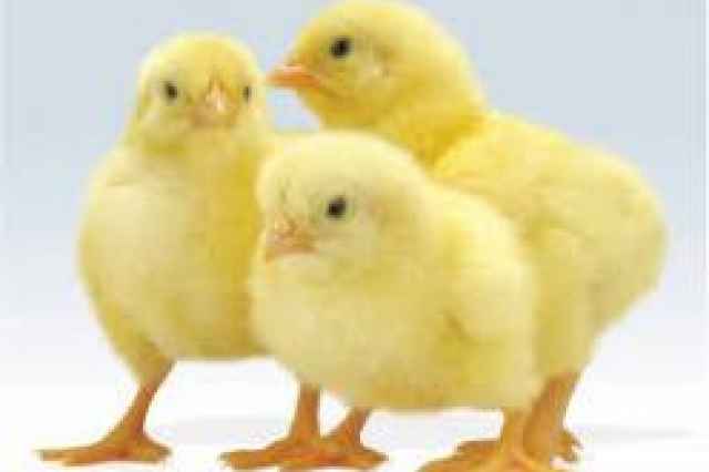فروش جوجه مرغ گوشتي يك روزه صنعتي و خانگي - طيور