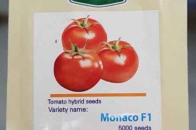 بذر گوجه فرنگي موناكو با بهترين كيفيت
