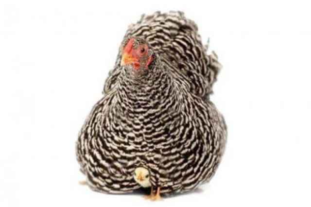 فروش مرغ پليموت راك تخمگذار - طيور
