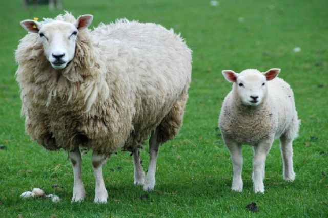 عرضه گوسفند زنده بهداشتي