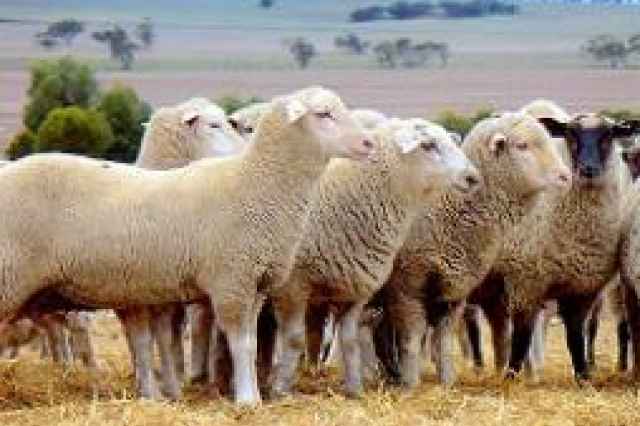عرضه انواع گوسفند زنده در شرق تهران
