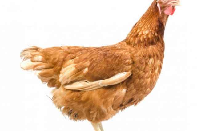 فروش مرغ تخم گذار اصلاح نژادي گلپايگاني