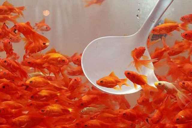 ماهي قرمز هفت سين(ماهي گلي)