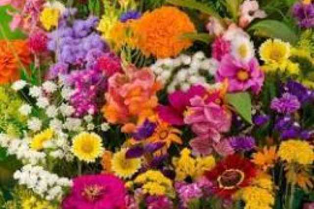 عرضه بذر گل براي گلدان و باغچه ، فروش عمده و جزئي