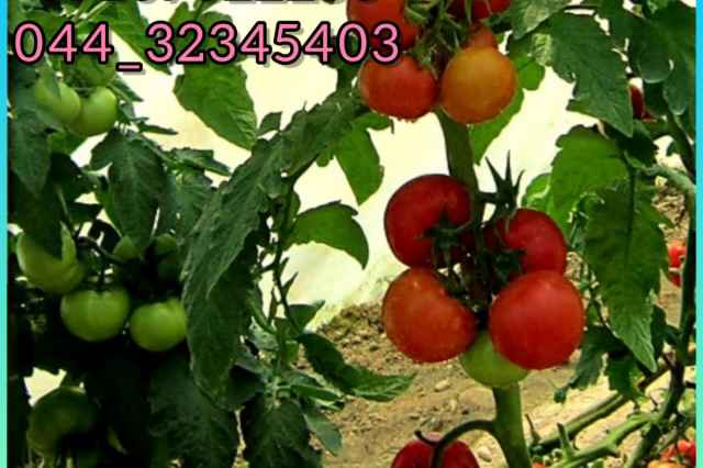 فروش عمده بذر گوجه فرنگي ازمير