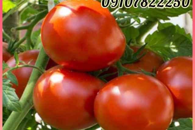فروش عمده بذر گوجه 4129