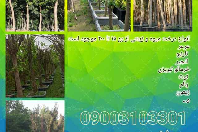 فروش انواع درخت بن ۴٠ ميوه و زينتي ويژه جرايم شهرداري