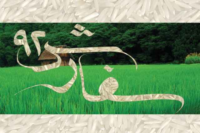 توليد و پخش انواع برنج ايراني سفارش92