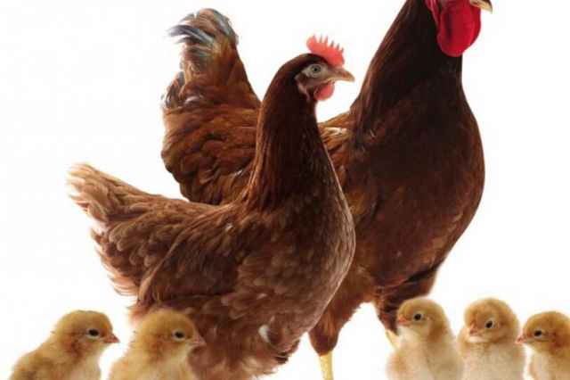 فروش جوجه مرغ بومي رنگي-جوجه يك روزه-مرغ تخم گذار بومي