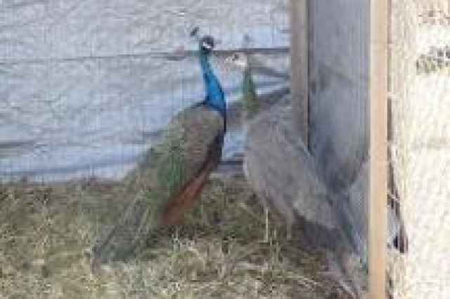تخم نطفه دار طاووس سبز هندي و طاووس سفيد