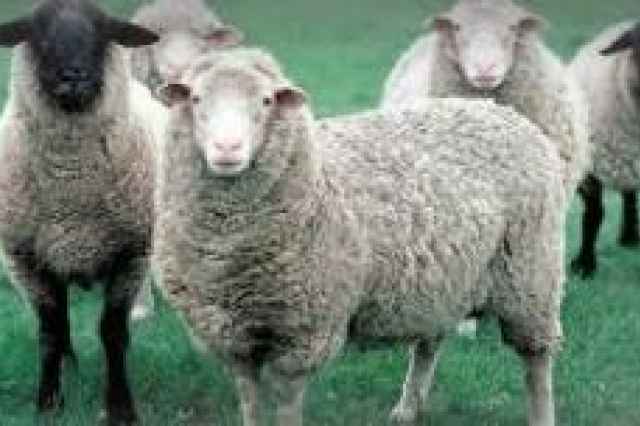 خريد گوسفند زنده