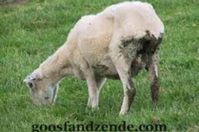 گوسفند زنده سالم