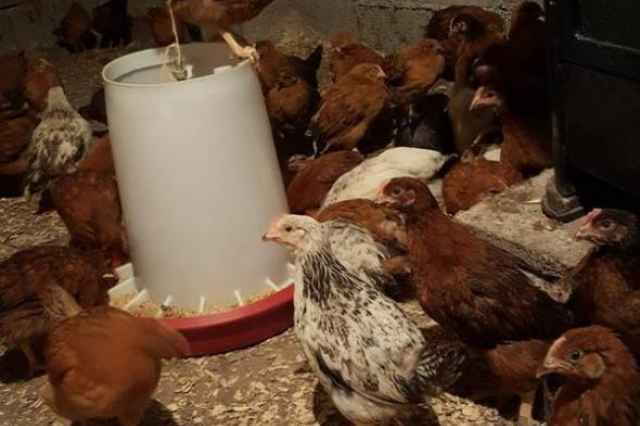 فروش نيمچه4ماهه ، مرغ تخمگذار 4 ماهه
