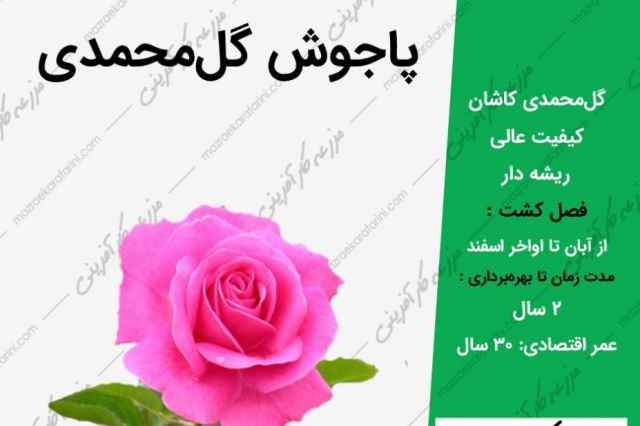 فروش عمده پاجوش گل محمدي 09915131382