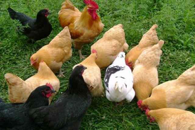 فروش جوجه مرغ گلپايگاني يك روزه - طيور