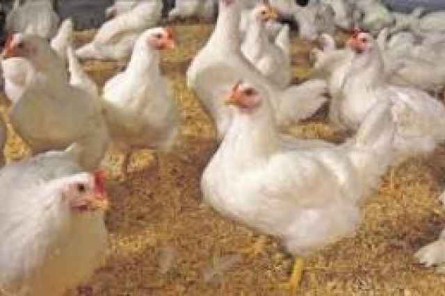 فروش مرغ تخم گذار اصلاح نژاد شده