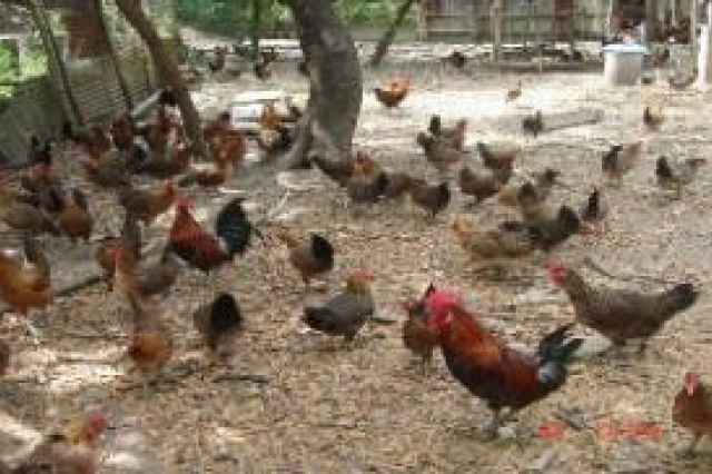 فروش مرغ بومي تخمگذار پر توليد (مشاوره رايگان) - طيور