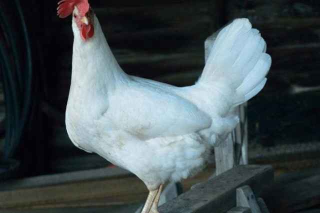 فروش مرغ تخم گذار در انواع نژاد - طيور