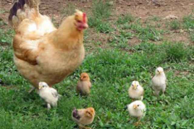 فروش نيمچه محلي تخمگذار اصلاح نژاد شده پرتوليد - طيور