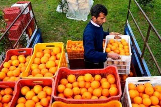 سبد 20 كيلويي - فروش سبد پرتقال و نارنگي