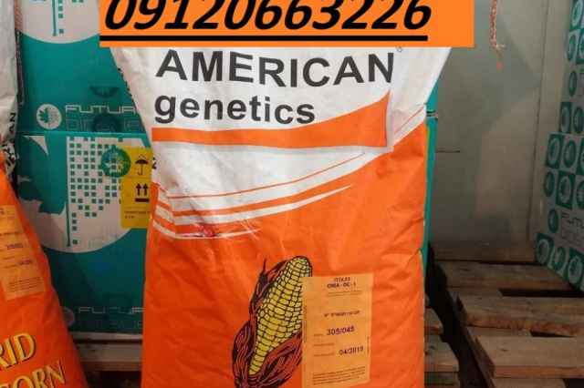 فروش بذر ذرت امريكن ژنتيك دو منظوره 09120663226
