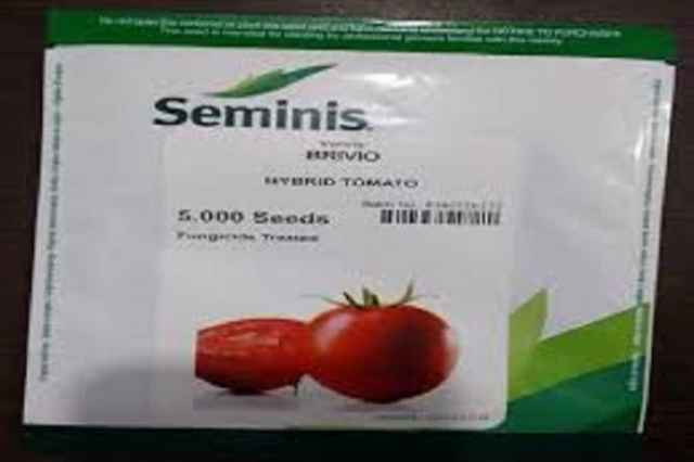 فروش بذر گوجه فرنگي بريويو