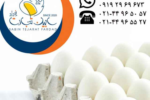 صادرات تخم مرغ خوراكي سفيد سابين تجارت