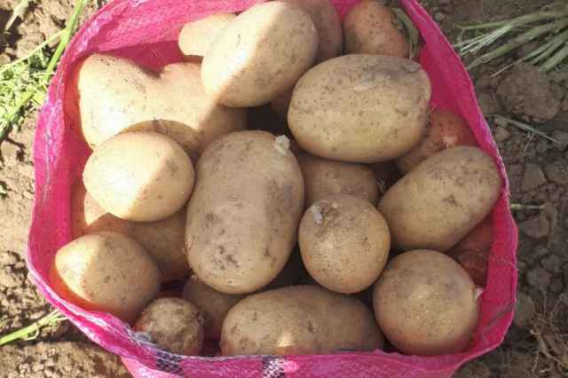 فروش و صادرات سيب زميني Potato درجه يك همدان(بهار رويا