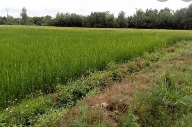 زمين كشاورزي برنج