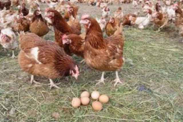 فروش جوجه  تخمگذار و مرغ تخم گذار
