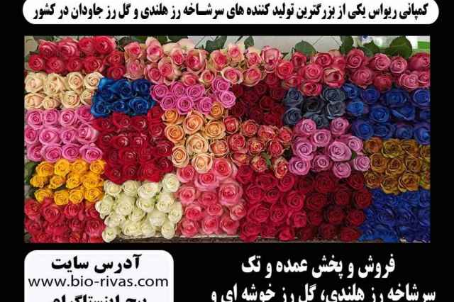 سرشاخه رز هلندي فروش ويژه در تهران