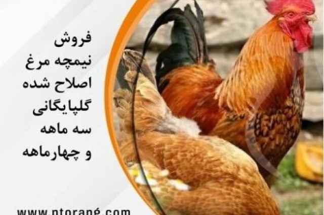 فروش نيمچه مرغ بومي گلپايگان 4 ماهه