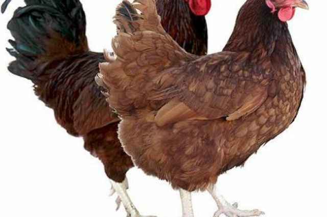 فروش نيمچه مرغ تخمگذار محلي اصلاح شده گلپايگاني
