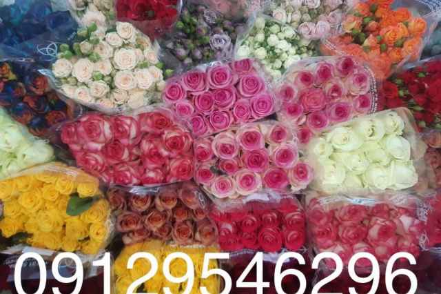 فروش گل رز