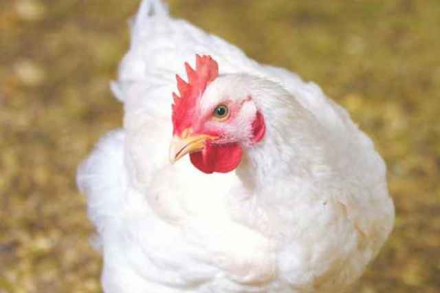 آموزش پرورش مرغ گوشتي همراه با مدرك