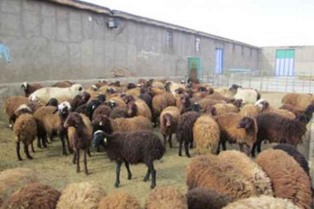 فروش گوسفند و بره افشاري