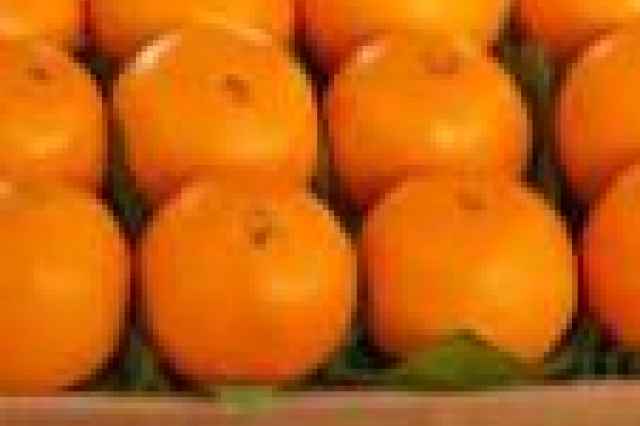 فروش پرتقال تامسون 1000 تن