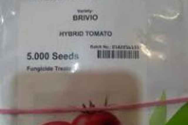 بذر گوجه فرنگي بريويو اف 1