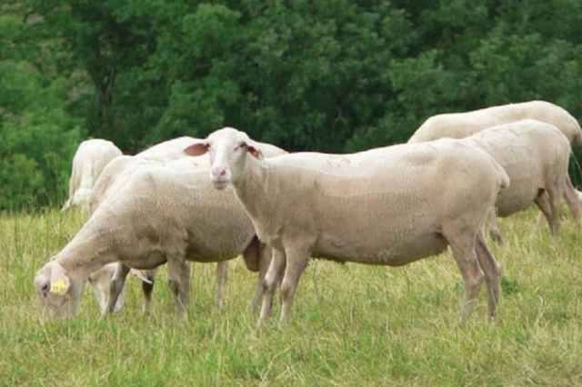 گوسفند نژاد لاكن (چندقلوزا و شيري)