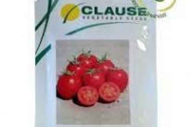بذر گوجه سي ال ايكس 38122