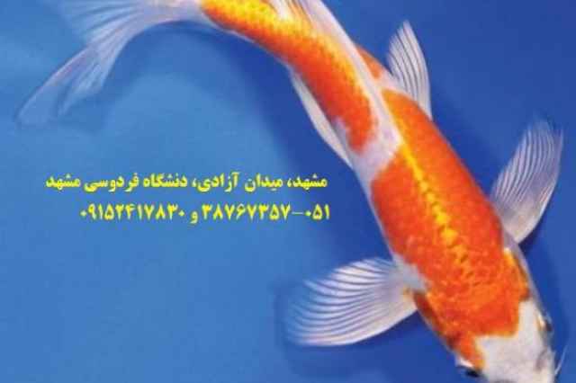 فروش ويژه انواع ماهي كوي صادراتي در ايران