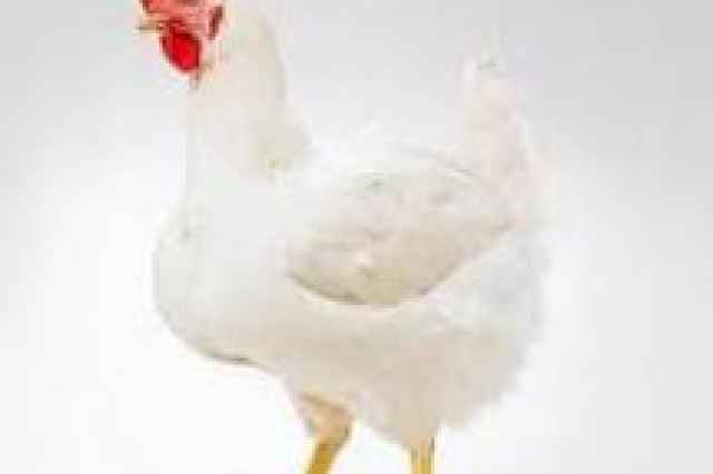 آموزش پرورش مرغ گوشتي