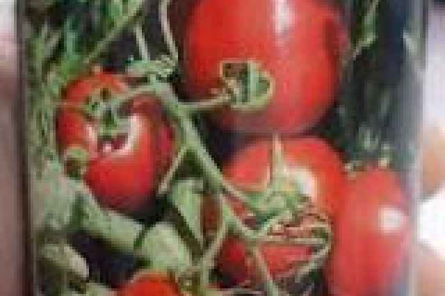 بذر گوجه فرنگي ويلمورين اصل